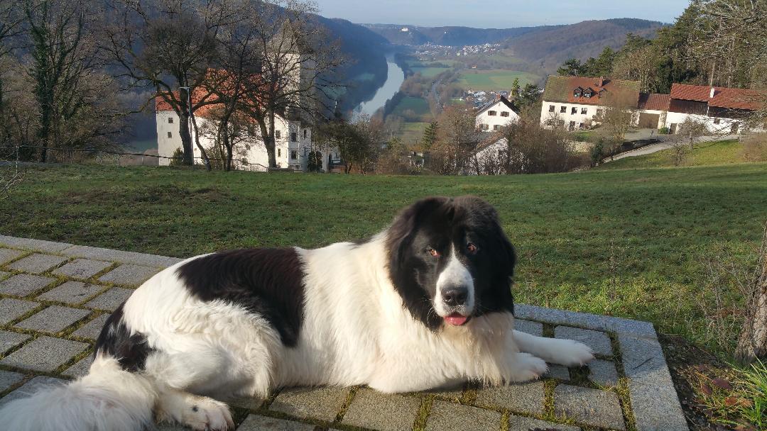 Auf diesem Foto sieht man einen Hund im Hintergrun Burg Prunn