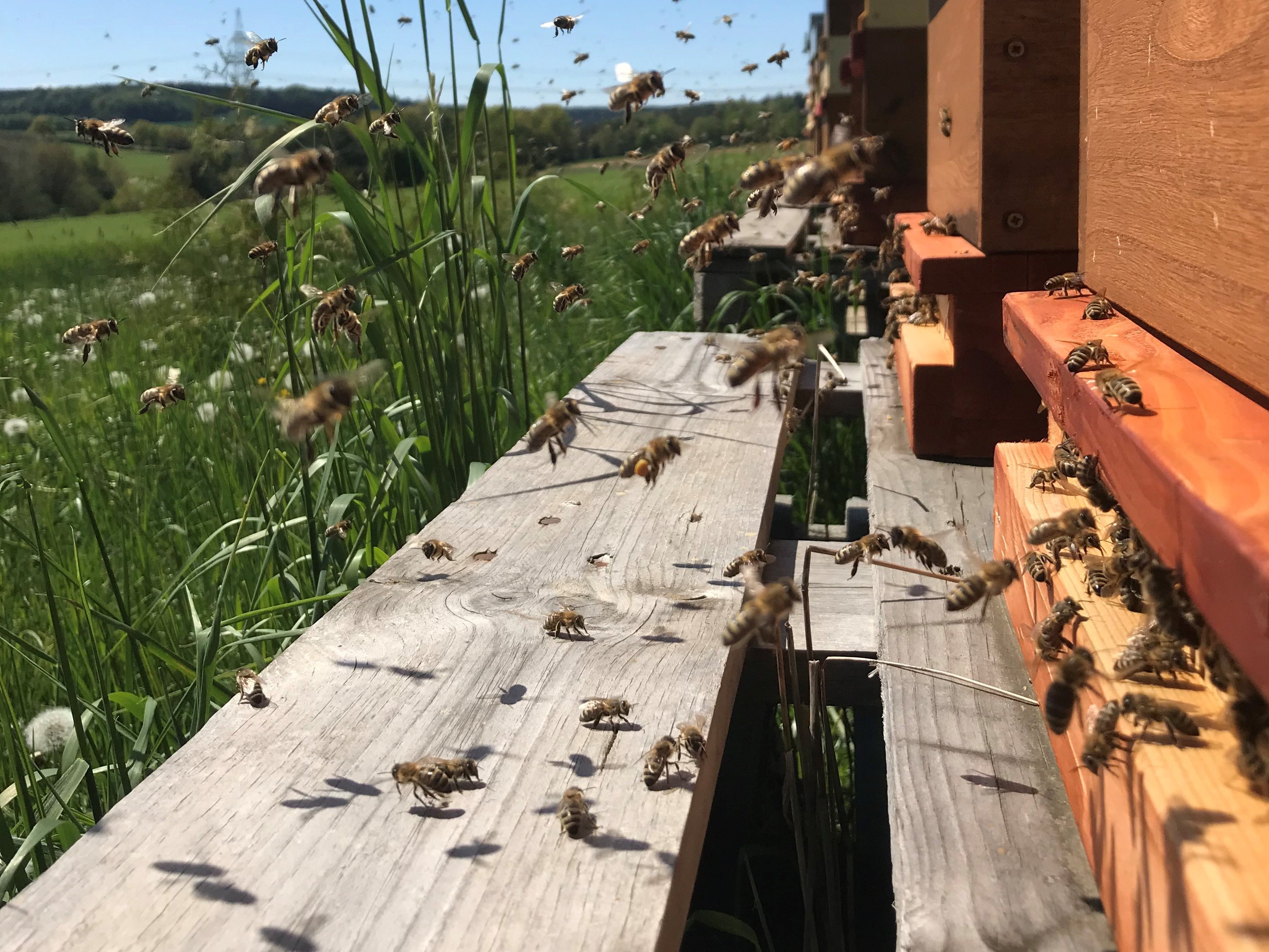 Auf diesem Bild sieht man die Bienen aus dem Bienenstock ausschwärmen