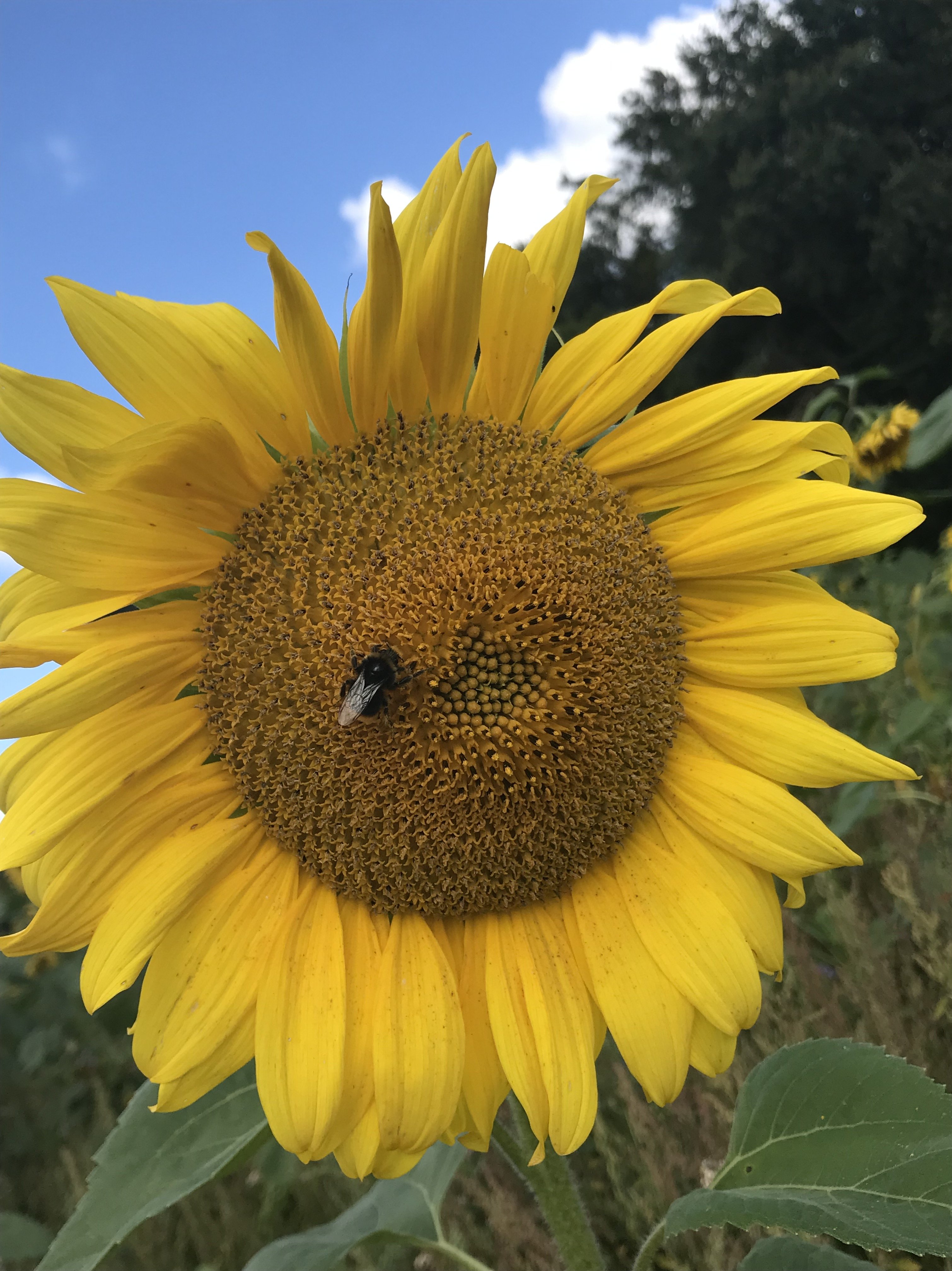Auf diesem Bild sieht man eine Nahaufnahme einer Sonnenblume
