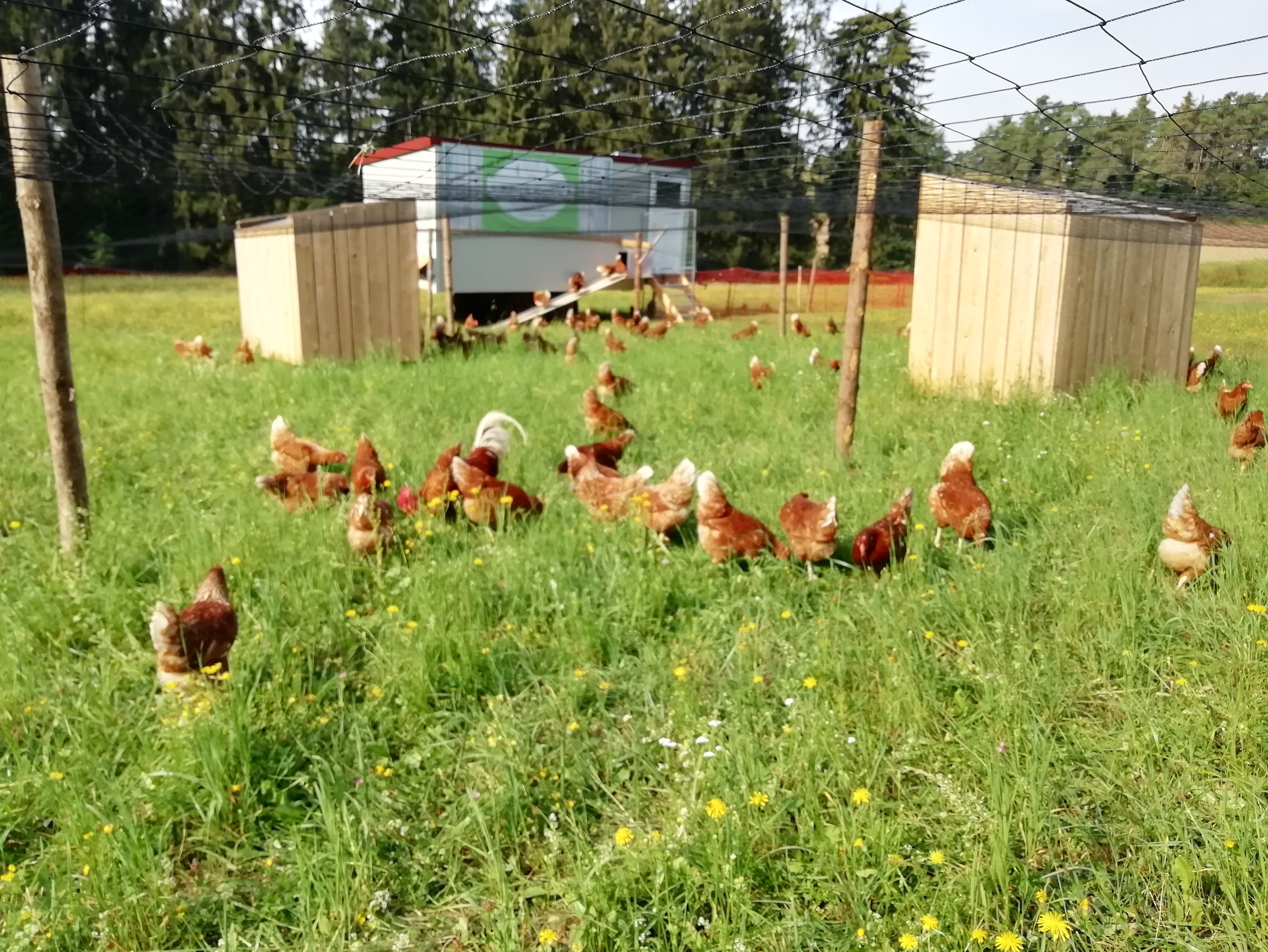 Auf diesem Bild sieht man die glücklichen Hühner von Thanner Wiesenei