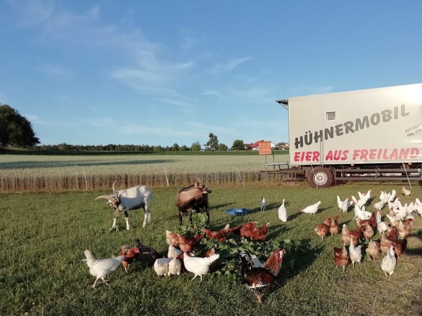 Auf diesem Bild sieht man glückliche Hühner und Ziegen auf der Weide